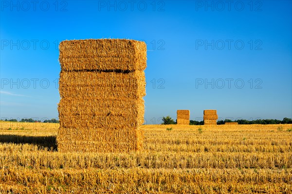 Stubble field with straw bales in the morning light