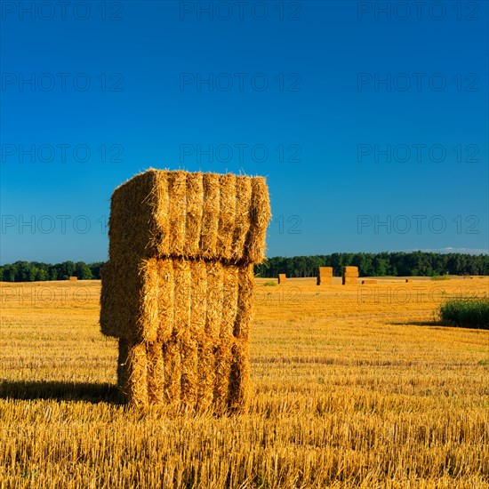 Harvest time