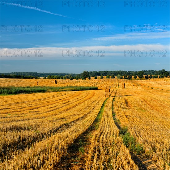 Stubble field with straw bales in the morning light