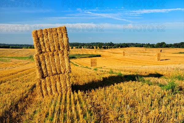 Stubble field with straw bales in the morning light