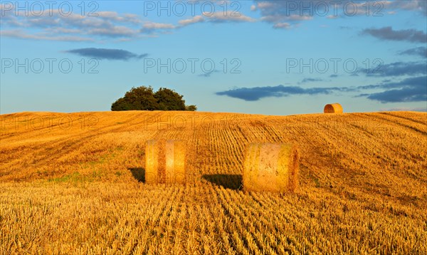 Typical hilly landscape with copses