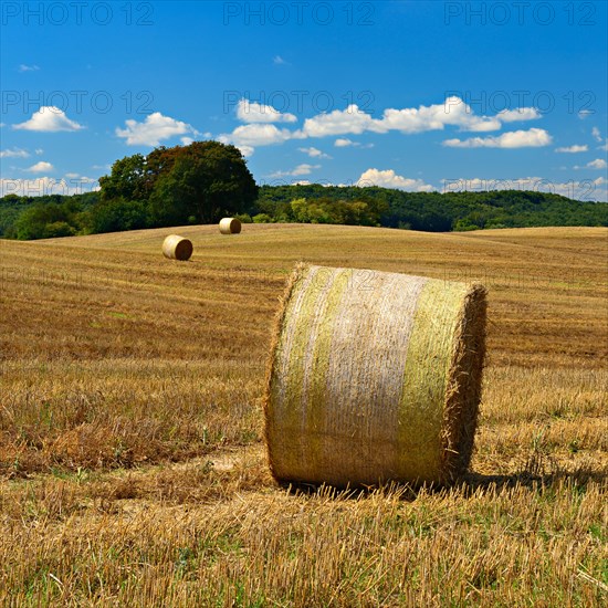 Typical hilly landscape with copses