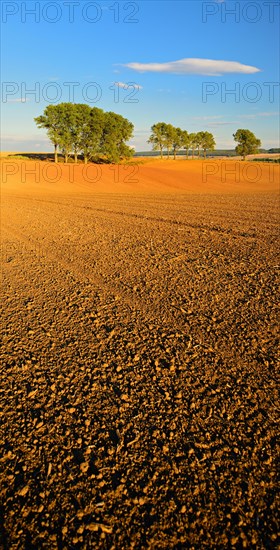 Ploughed and harrowed field in the evening light