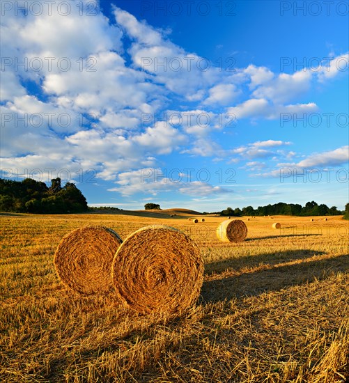 Typical hilly landscape with copses