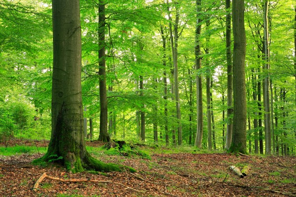 Near-natural forest with large old beech trees