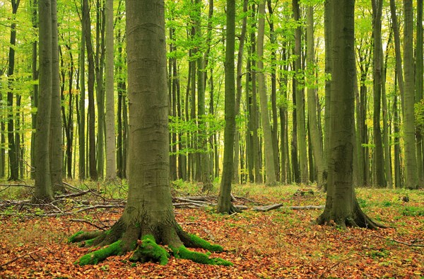Beech forest in early autumn