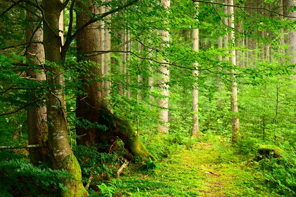 Near-natural spruce forest with incipient beech regeneration