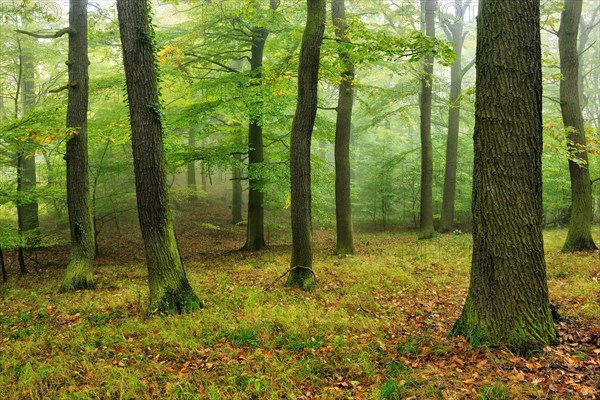 Near-natural misty oak forest at Kyffhaeuser