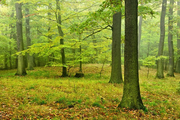 Near-natural misty oak forest at Kyffhaeuser