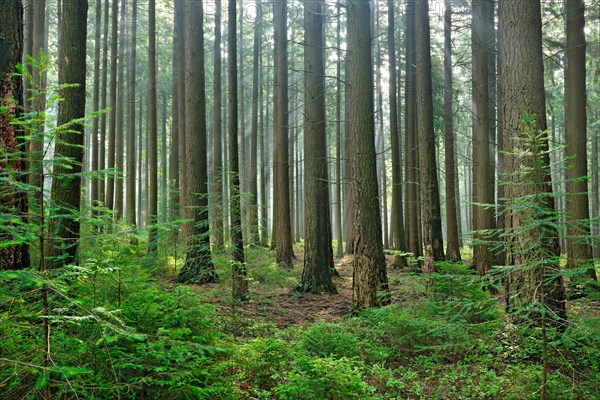 Spruce forest in the early morning