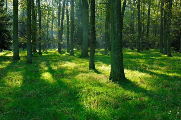 Sunny oak forest in the early morning