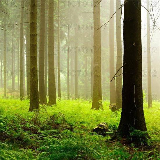 Atmospheric spruce forest in the early morning