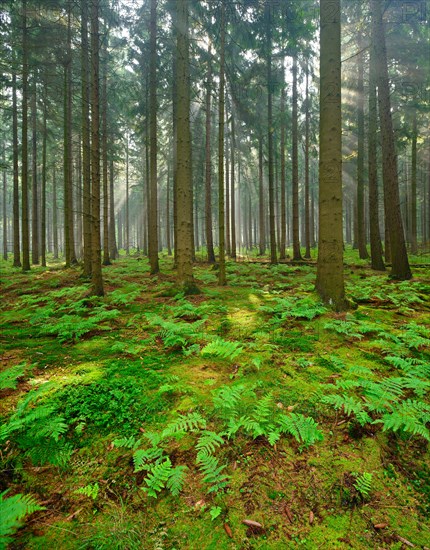 The sun shines through sparse spruce forest