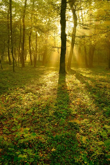 Light-flooded deciduous forest of oaks and beeches in the early morning