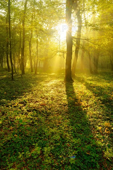 Light-flooded deciduous forest of oaks and beeches in the early morning