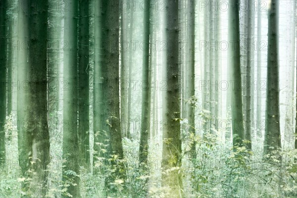 Foggy spruce forest in autumn