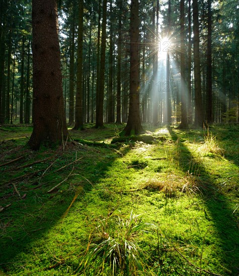 Typical spruce forest in the Harz Mountains