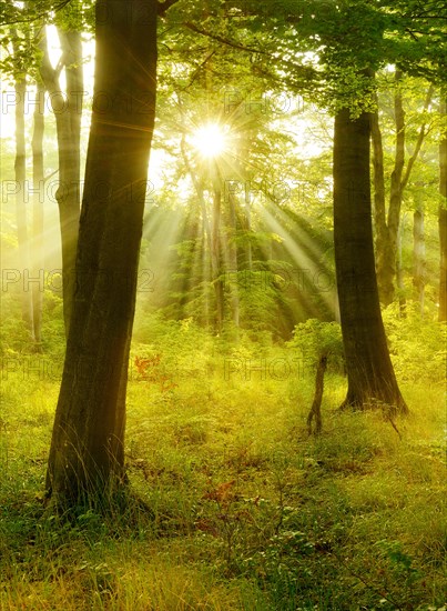 Light-flooded beech forest in the early morning