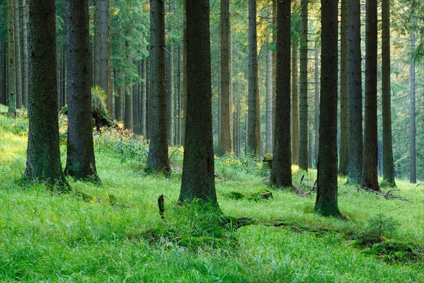 Typical spruce forest in the last evening light