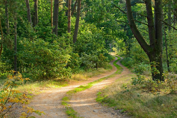 Sandy forest path meanders through typical northern German pine forest