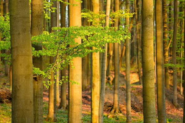 Beech forest in early spring