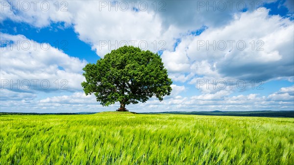 Cultivated landscape in spring