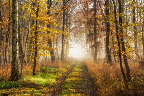 Hiking trail through mixed deciduous forest in autumn