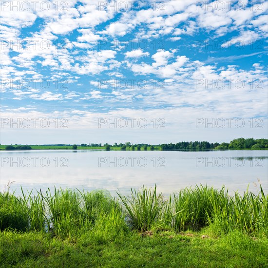 Small lake with reeds under a blue sky with fleecy clouds in spring