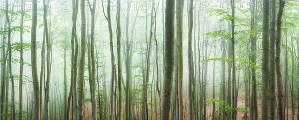 Near-natural beech forest with fog