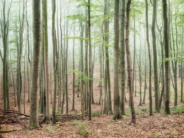 Near-natural beech forest with fog