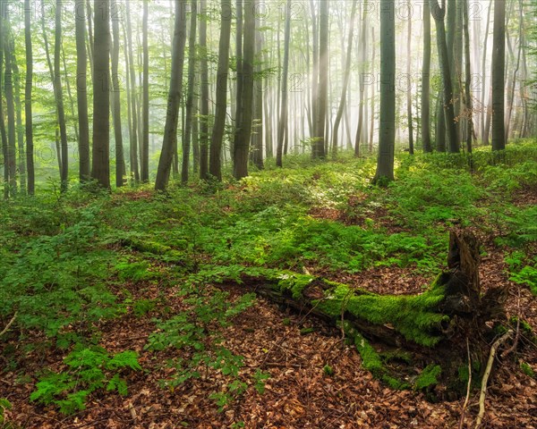 Near-natural beech forest with fog