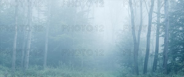 Near-natural mixed deciduous forest