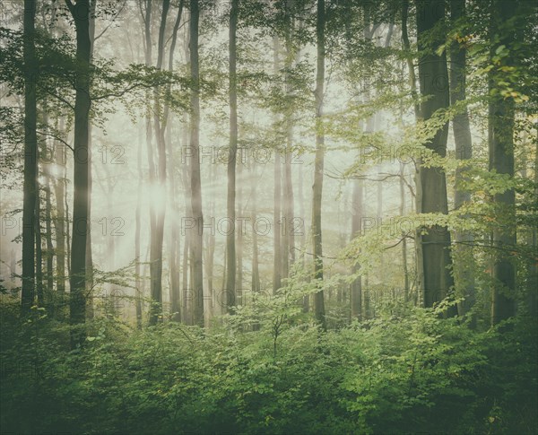 Near-natural beech forest