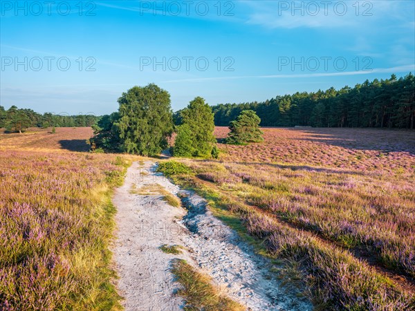 Hiking trail through typical heath landscape with flowering heather