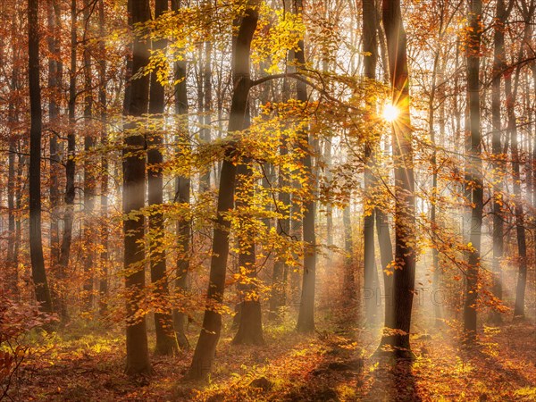 Beech forest in autumn