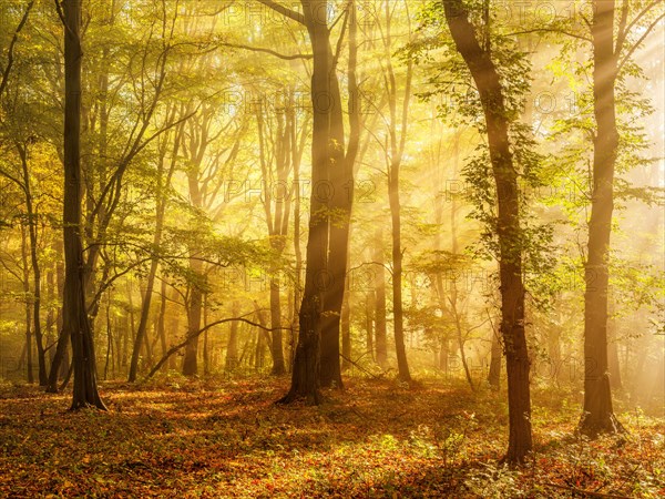 Mixed forest of hornbeams and copper beeches in autumn