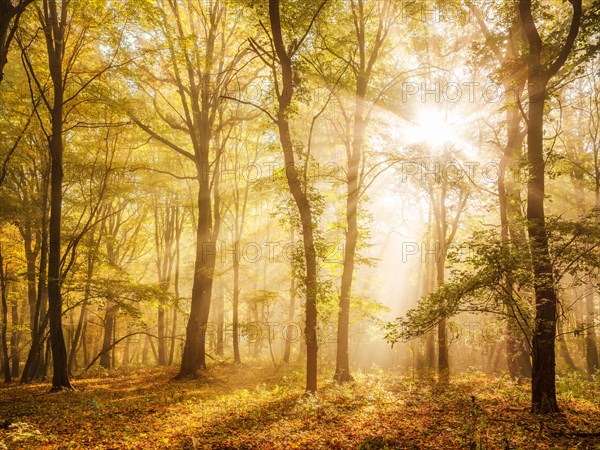 Mixed forest of hornbeams and copper beeches in autumn