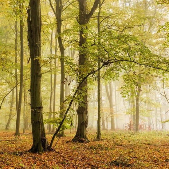 Mixed forest of hornbeams and copper beeches in autumn with fog