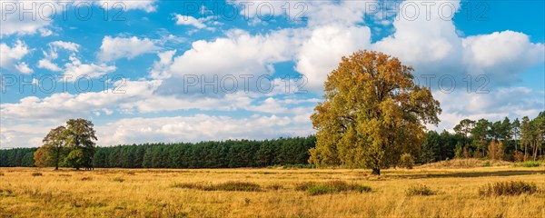 Landscape with solitary oaks in autumn