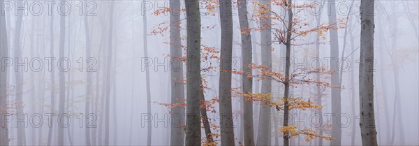 Beech forest with fog in autumn