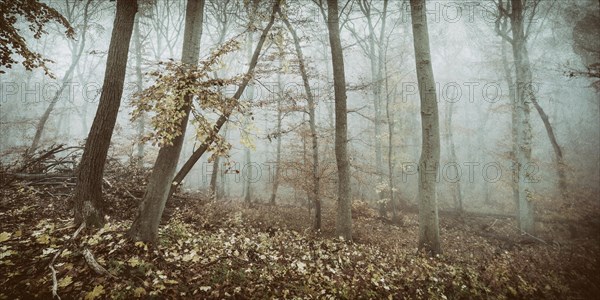 Deciduous forest with fog in autumn