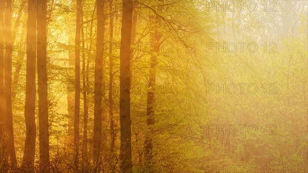 Beech forest in the morning