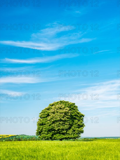 Cultivated landscape in spring