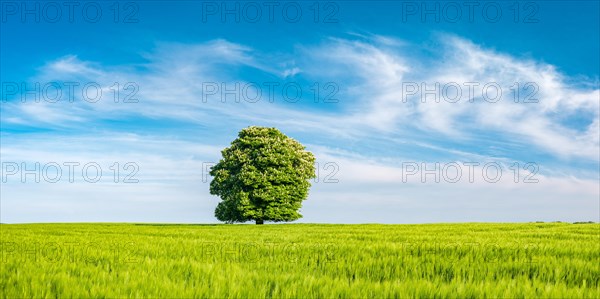 Cultivated landscape in spring