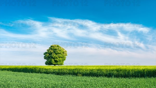 Cultural landscape in spring