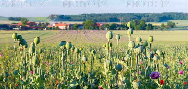 Poppy field