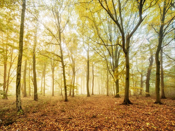 Mixed forest of hornbeams and copper beeches in autumn with fog