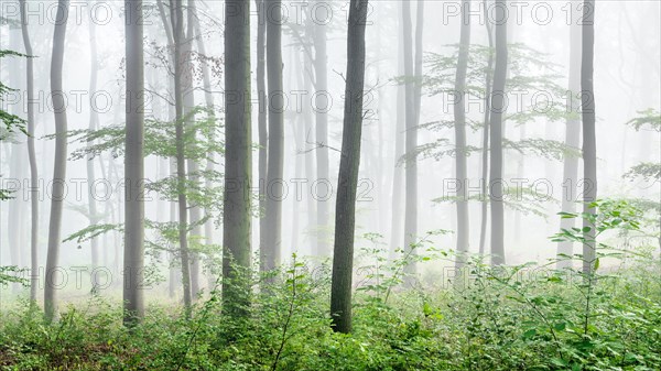 Near-natural beech forest with fog