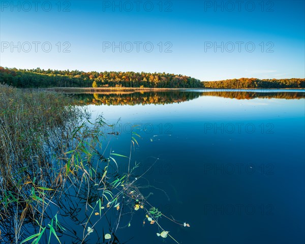 Lake with reeds surrounded by forest in autumn