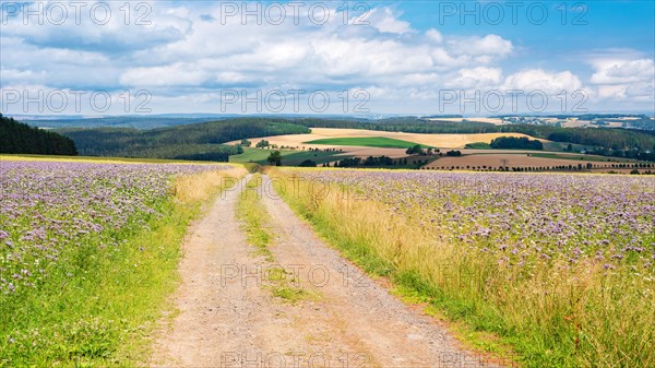 Field path through fields with flower strips under blue sky with clouds